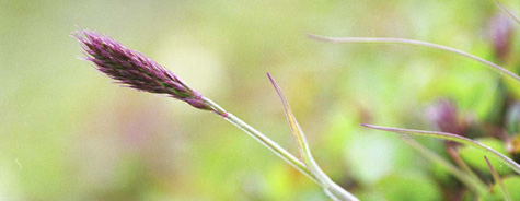 Calamagrostis stricta