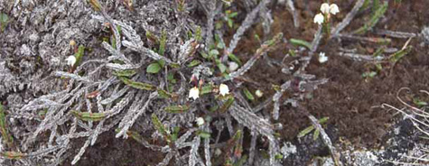 Cassiope tetragona