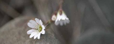 Cerastium arcticum