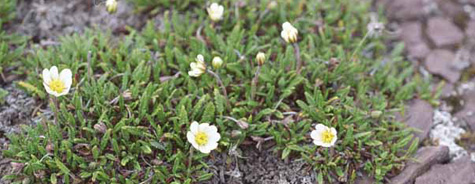 Dryas octopetala