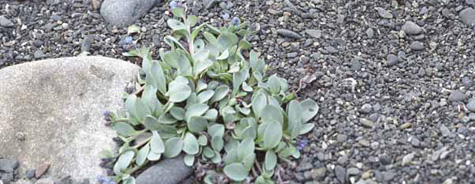 Mertensia maritima