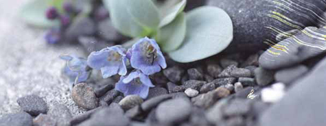 Mertensia maritima