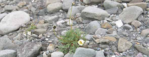 Papaver dahlianum