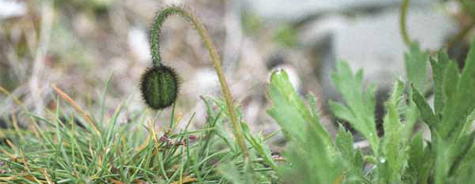 Papaver dahlianum