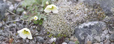 Papaver dahlianum