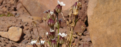 Silene furcata