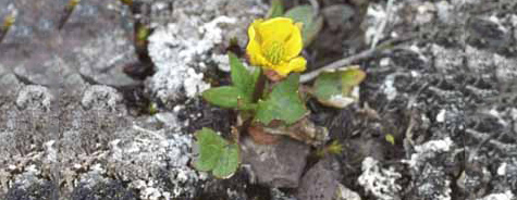 Ranunculus nivalis
