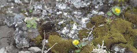 Ranunculus nivalis