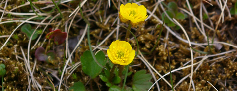 Ranunculus sulphureus