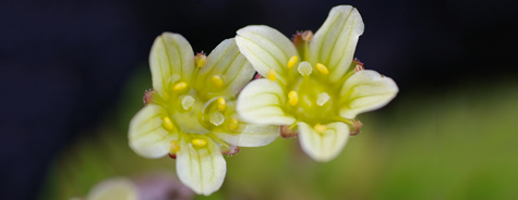 Saxifraga aurea