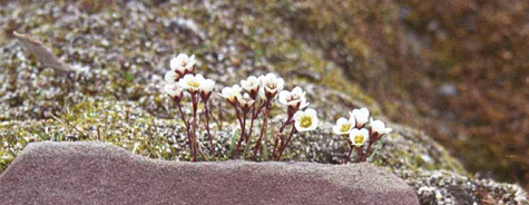 Saxifraga cespitosa