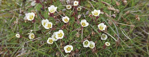 Saxifraga cespitosa