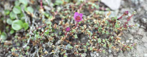 Saxifraga oppostifolia