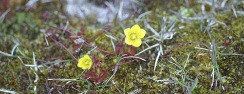 Saxifraga platysepala