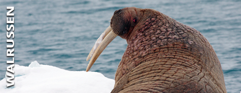 Walrussen Walrussen
